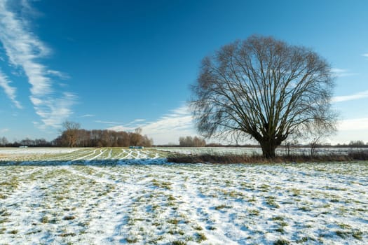 Snow on the meadow and a large tree, winter view