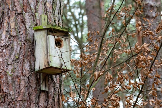 Wooden box for birds on a tree, December day