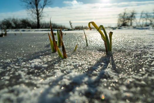 Grass plants in the frozen water and sunlight, winter day