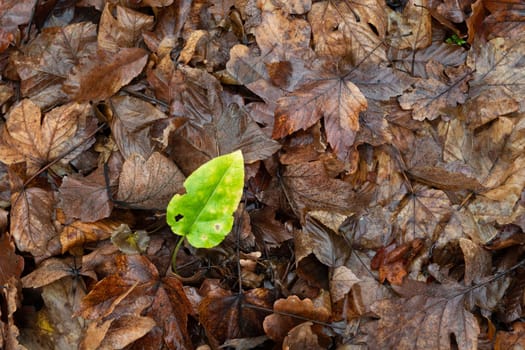 A green plant among the brown autumn leaves, rainy day