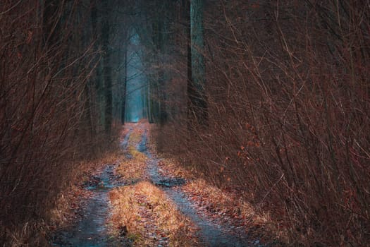 The road into the dark autumn forest, Nowiny, Poland