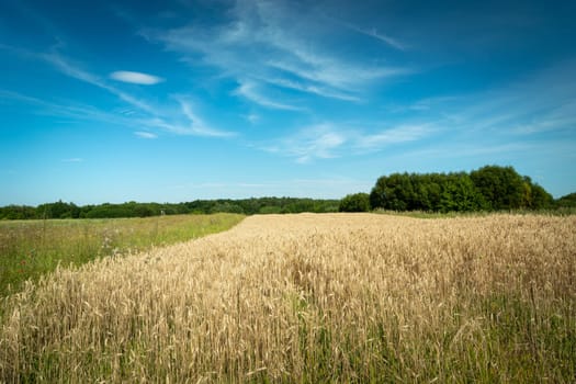 Grain field, green trees and blue sky, summer rural view