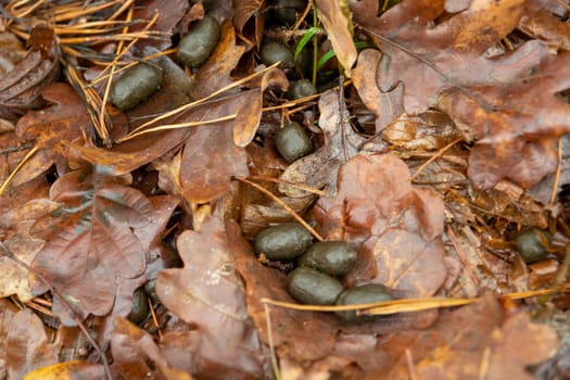 Deer droppings on the ground in the forest, January day