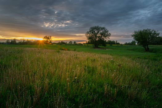 Beautiful sunset over a green meadow with trees, Zarzecze, Poland