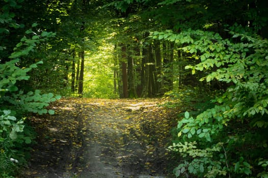 Sunlight in the forest alley, view on a summer day