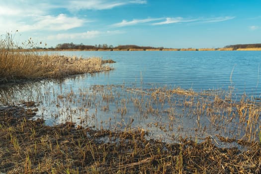 Mowed reeds on the shore of the lake, Stankow, Poland