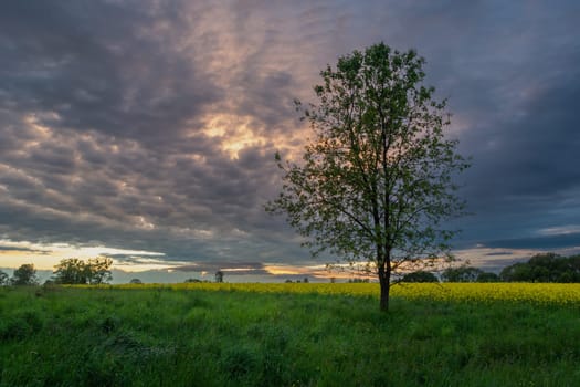 A tree in the meadow and the evening clouds after sunset, Zarzecze, Poland
