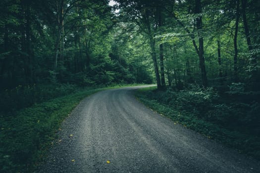 Gravel road through a moody dark forest, Nowiny, Poland