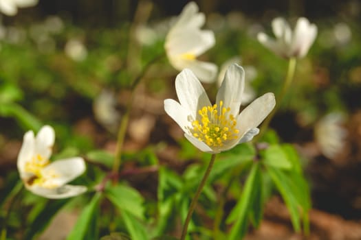 White spring flower of Wood anemone, April day