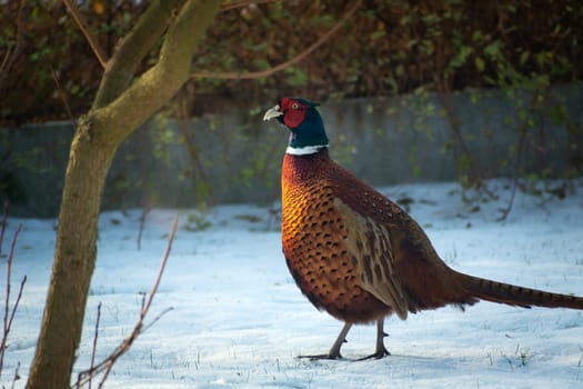 Male pheasant walking on snow in the garden, December day
