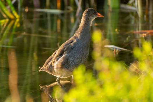Gallinula chloropus bird standing in the water, Stankow, Poland