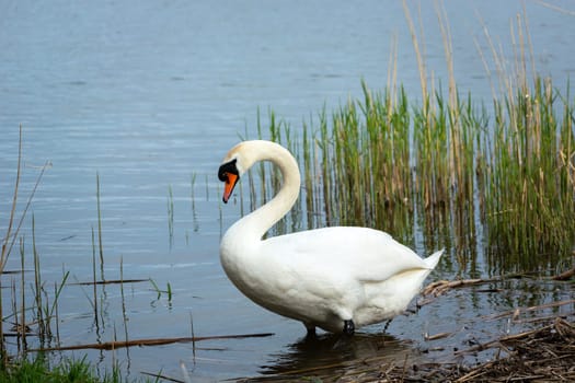 A white swan standing on the shore of a lake, spring day