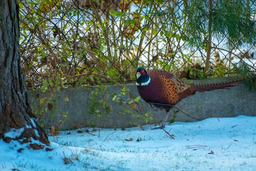 Pheasant walking on snow in the garden, December day