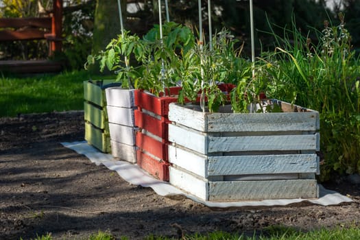 Cherry tomato seedlings planted in wooden crates, spring garden view