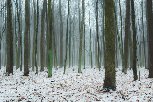 Hazy winter forest and slender trunks of trees, december day