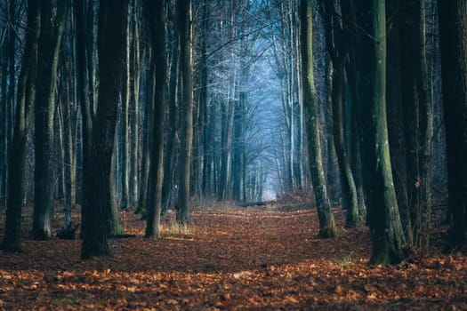 A dark alley in the blue woods, an autumn day