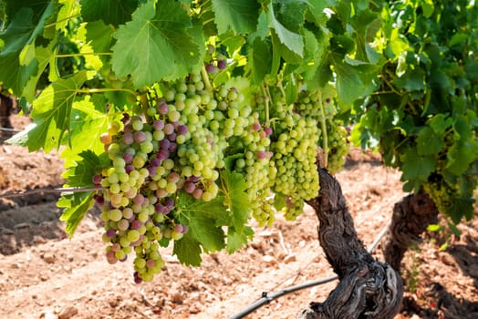 Veraison in a vineyard. Bunches of grapes with berries that begin the ripening phase. Traditional agriculture. Sardinia.