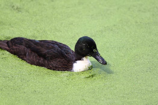 A duck floats on a pond covered with water plants.eine Ente schwimmt auf einem mit Wasserlinsen bedeckten Teich.