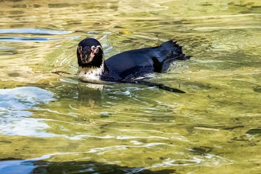 Swimming humboldt penguin (Spheniscus humboldti) - Chile