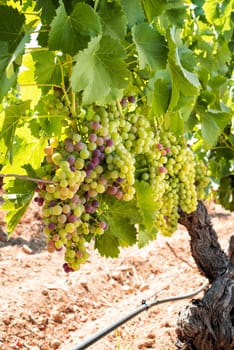 Veraison in a vineyard. Bunches of grapes with berries that begin the ripening phase. Traditional agriculture. Sardinia.