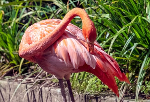 Phoenicopterus ruber known as American or Caribbean flamingo - Peninsula de Zapata / Zapata Swamp, Cuba