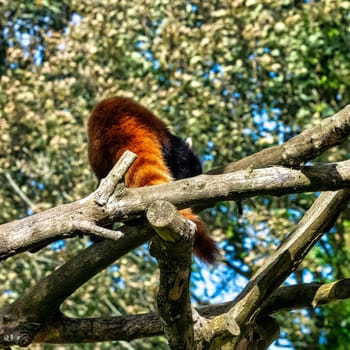 Red panda (Ailurus fulgens) known as lesser panda, the red bear-cat, or cat-bear