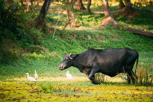 Goa, India. Cow Walking With Little Egrets In Swamp.