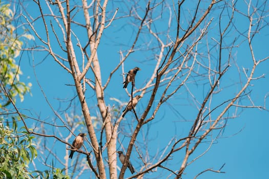 Goa, India. Rosy Starling Birds Sitting On Branches Of Tree On Backgroung Of Blue Sky.