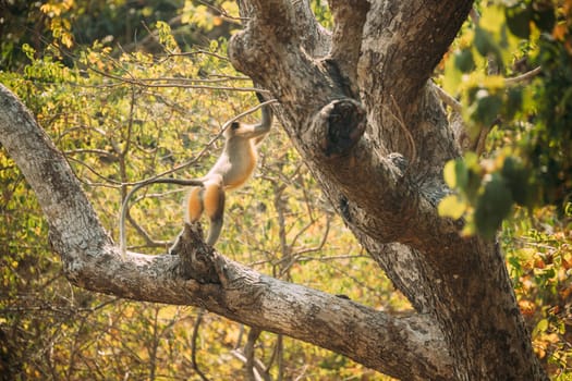 Kanica, Goa, India. Gray Langur Monkey Climbing On Branch Of Tree.