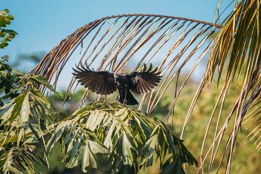 Goa, India. House Crow Landing On Branch Of Palm Tree.