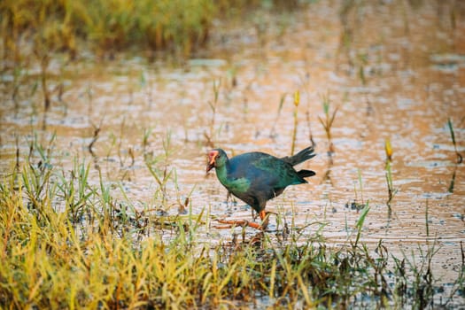 Goa, India. Grey-headed Swamphen Bird In Morning Looking For Food In Swamp. Porphyrio Poliocephalus.