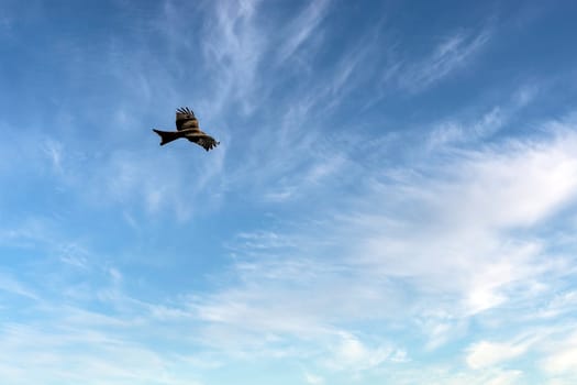 Flying red kite (Milvus milvus) on British sky