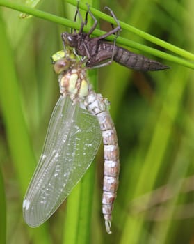Newly hatched Great King's belle (Anax imperator) on her exuvie.Frisch geschlüpfte Große Königslibelle (Anax imperator) an ihrer Exuvie.