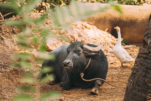 Goa, India. Water Buffalo Lie Resting Under The Sun.