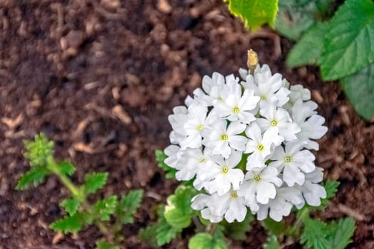 White verbena vera in French park