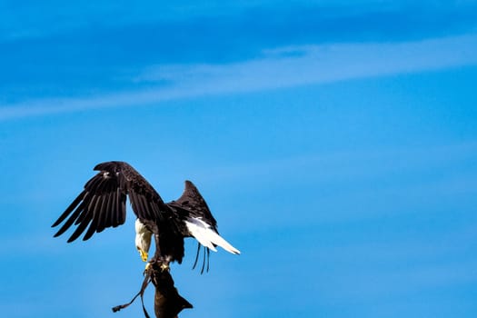 Young bald eagle (Haliaeetus leucocephalus) also known as white-headed or white-tailed eagle, sea eagle or American eagle