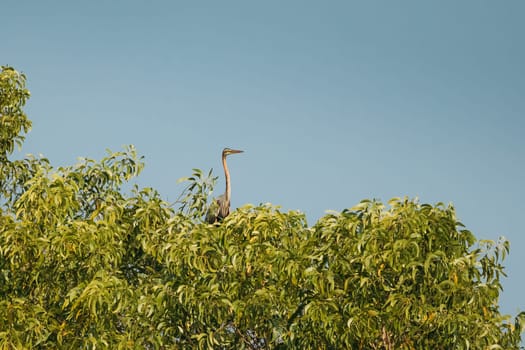 Goa, India. Purple Heron Sitting On Branch Of Tree On Background Of Blue Sky.