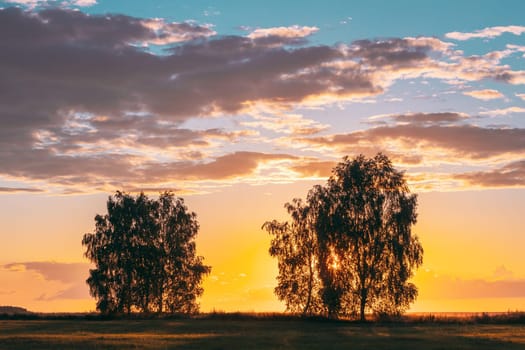Sun Shining Through Tree Canopy. Trees Woods In Meadow During Sunset Sunrise. Bright Colorful Dramatic Sky And Dark Ground With Trees Silhouettes Landscape.