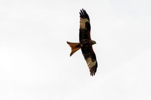 Flying red kite (Milvus milvus) on British sky