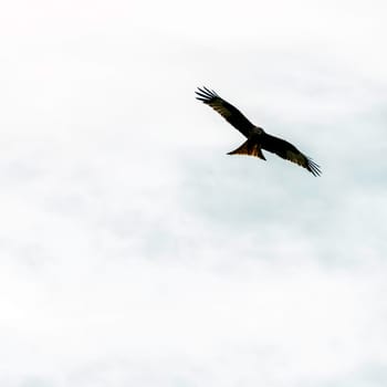 Flying red kite (Milvus milvus) on British sky