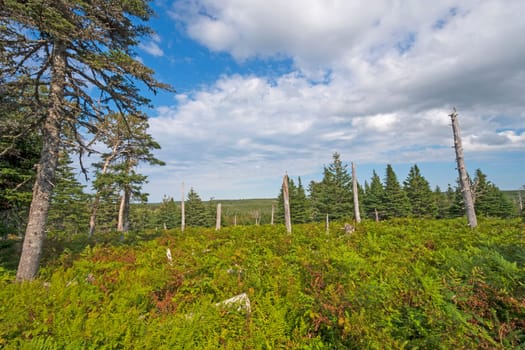 Ferns and Pines on a Highland Mountain in Cape Breton Highlands National Park in Nova Scotia