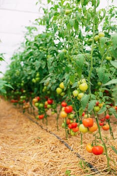 Closeup view on plantation of beautiful, delicious green and red ripe tomatoes grown in polycarbonate greenhouse on blurred background. Tomato hanging on the vine of plant. Horticulture. Vegetables