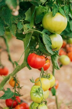 Closeup view on plantation of beautiful, delicious green and red ripe tomatoes grown in polycarbonate greenhouse on blurred background. Tomato hanging on the vine of plant. Horticulture. Vegetables