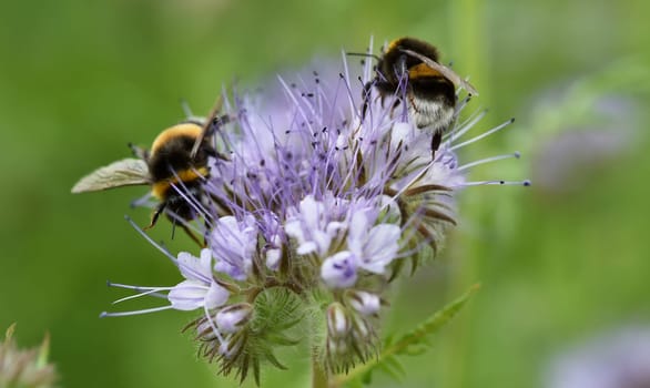 Bumblebees on a Tussellschoen flower