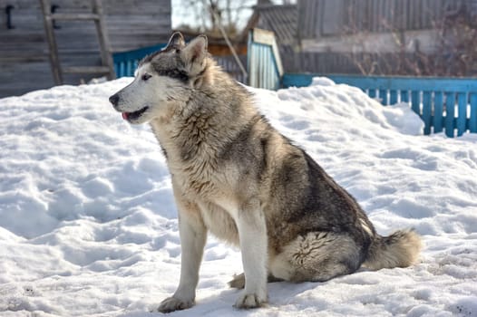 A beautiful husky dog is sitting in the snow. High quality photo
