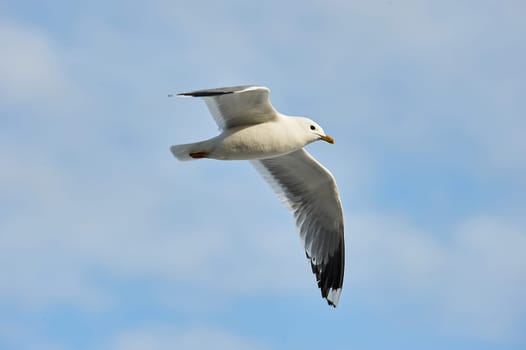 a seagull soaring in a blue sky with clouds. High quality photo