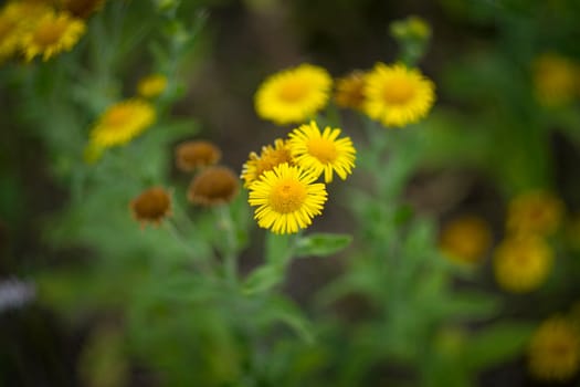 Pulicaria dysenterica, the common fleabane is a species of fleabane in the family Asteraceae. Selective focus shot.