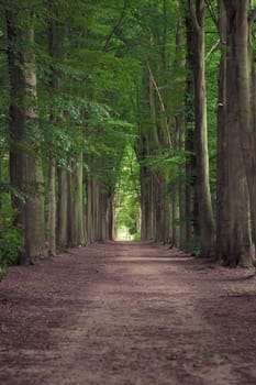 Tree-lined hiking path in Mastenbos in Kapellen, Antwerp province, Belgium. Vertical shot.