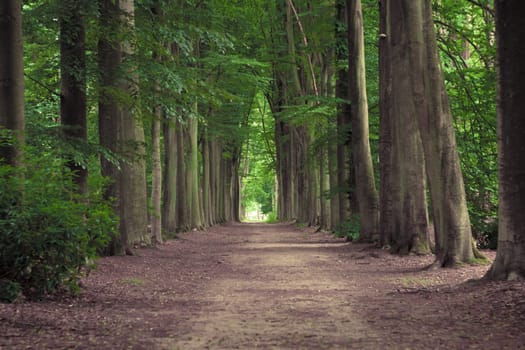 Tree-lined hiking path in Mastenbos in Kapellen, Antwerp province, Belgium. Horizontal shot.