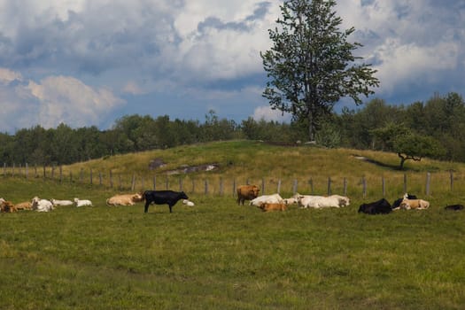 cows resting in green field panoramic landscape heard dairy farm animal grazing in meadow countryside agriculture